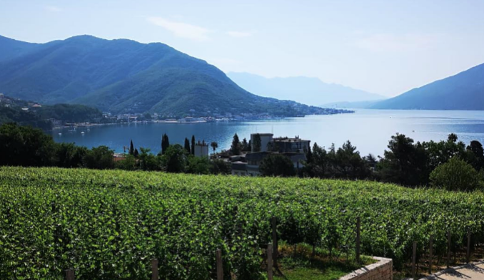 pogled na bokokotorkski zaliv sa terase vinarija castel savina herceg novi